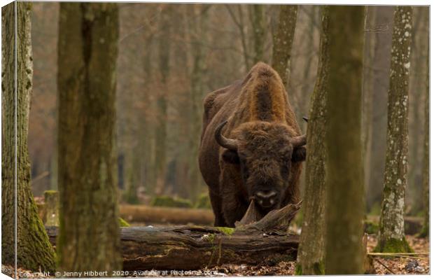Large European Bison in Bialowieza Poland Canvas Print by Jenny Hibbert
