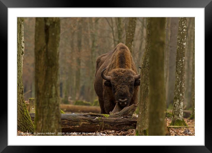 Large European Bison in Bialowieza Poland Framed Mounted Print by Jenny Hibbert