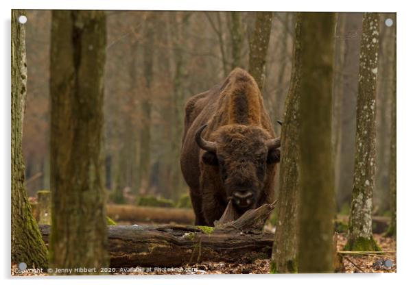 Large European Bison in Bialowieza Poland Acrylic by Jenny Hibbert