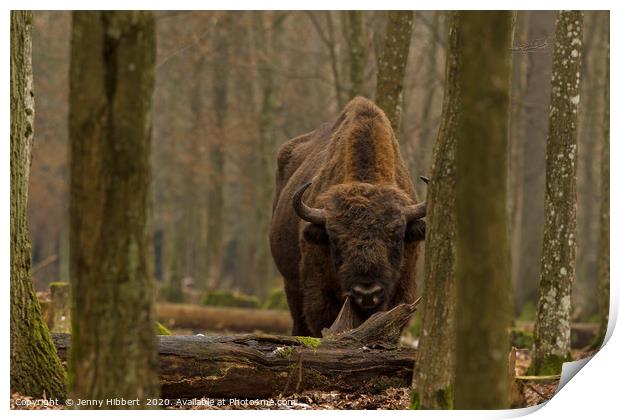 Large European Bison in Bialowieza Poland Print by Jenny Hibbert