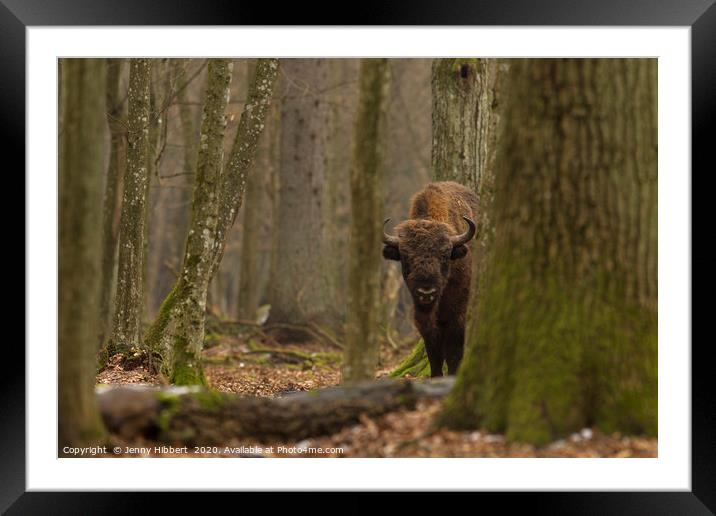 European Bison staring in Bialowieza forest Poland Framed Mounted Print by Jenny Hibbert