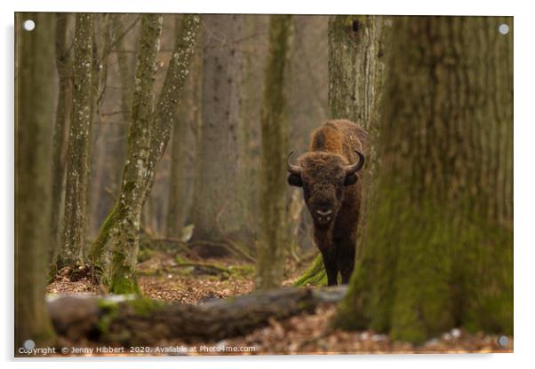 European Bison staring in Bialowieza forest Poland Acrylic by Jenny Hibbert