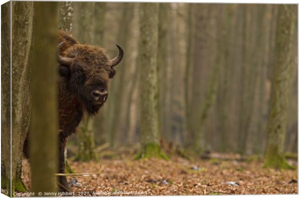 Large European Bull Bison in Bialowieza forest Pol Canvas Print by Jenny Hibbert