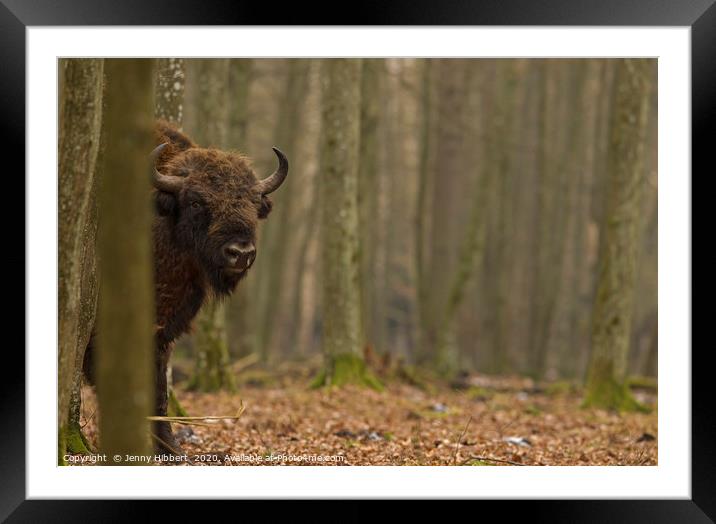 Large European Bull Bison in Bialowieza forest Pol Framed Mounted Print by Jenny Hibbert