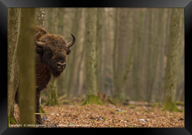 Large European Bull Bison in Bialowieza forest Pol Framed Print by Jenny Hibbert
