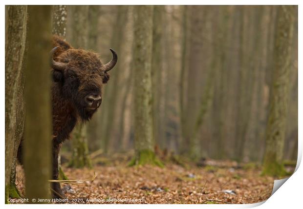 Large European Bull Bison in Bialowieza forest Pol Print by Jenny Hibbert