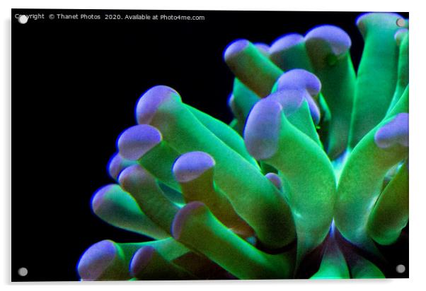 Coral Acrylic by Thanet Photos