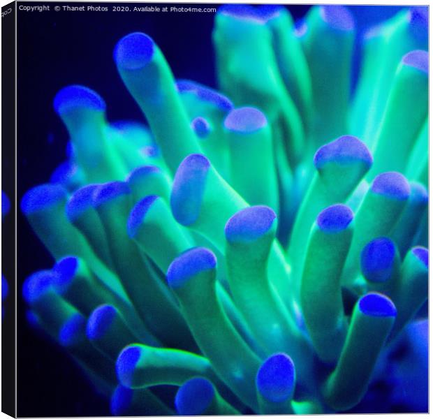 Coral Canvas Print by Thanet Photos