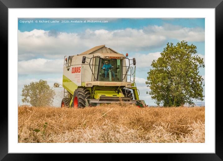 Last of the Oilseed Rape Framed Mounted Print by Richard Laidler