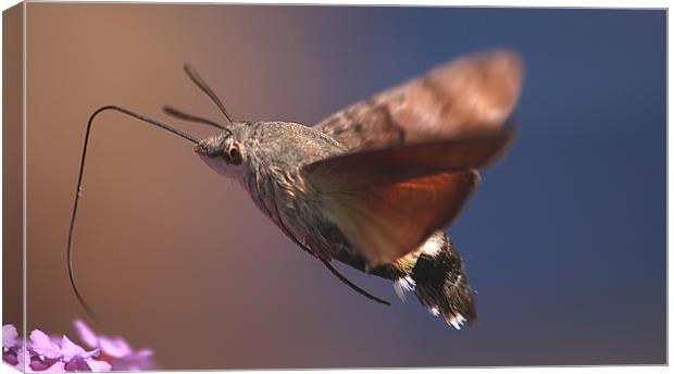 Hummingbird Moth Canvas Print by Simon Gladwin