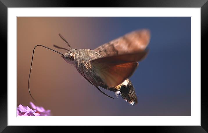 Hummingbird Moth Framed Mounted Print by Simon Gladwin