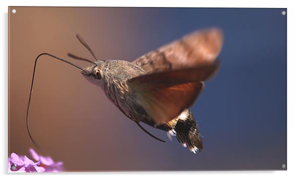 Hummingbird Moth Acrylic by Simon Gladwin