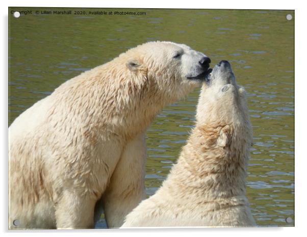 Polar bears playing.  Acrylic by Lilian Marshall
