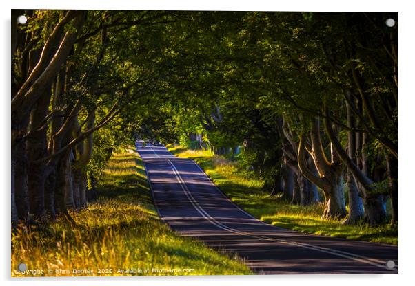 Beech Tree Avenue Near Wimborne in Dorset Acrylic by Chris Dorney