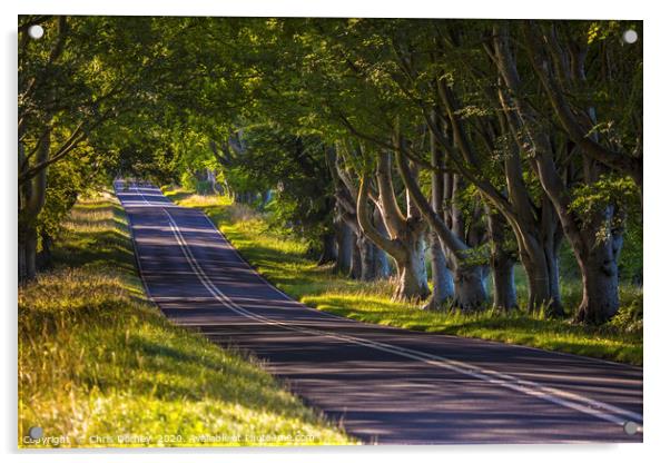 Beech Tree Avenue Near Wimborne in Dorset Acrylic by Chris Dorney