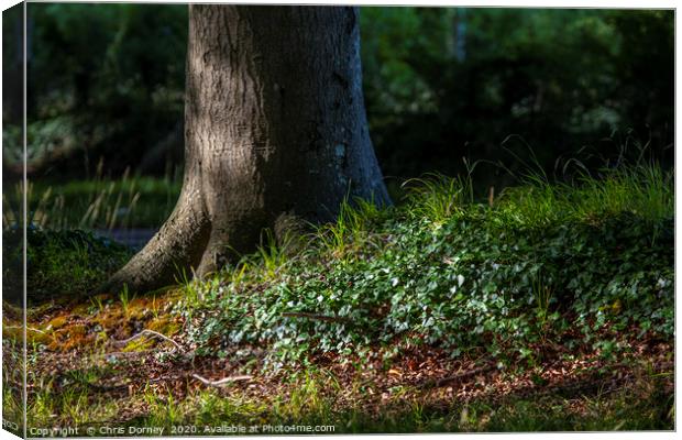 Woodland Canvas Print by Chris Dorney