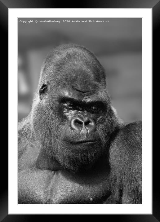 Silverback In Black And White Framed Mounted Print by rawshutterbug 