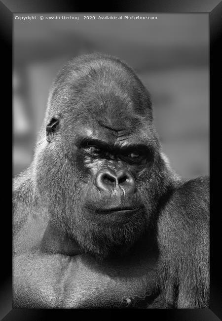 Silverback In Black And White Framed Print by rawshutterbug 