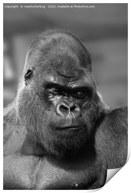 Silverback In Black And White Print by rawshutterbug 