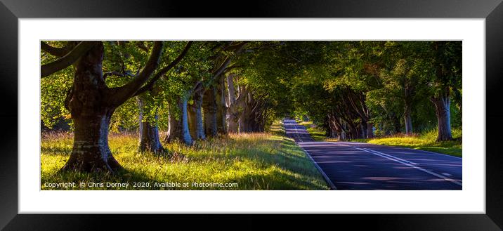 Beech Tree Avenue Near Wimborne in Dorset Framed Mounted Print by Chris Dorney