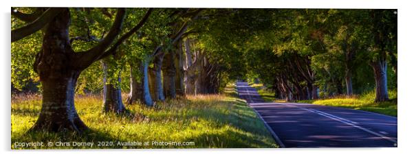 Beech Tree Avenue Near Wimborne in Dorset Acrylic by Chris Dorney