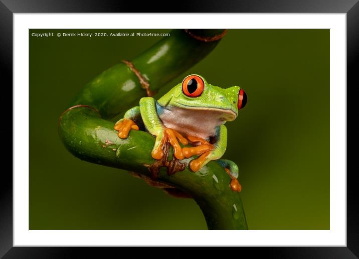 Red Eyed Tree Frog Framed Mounted Print by Derek Hickey