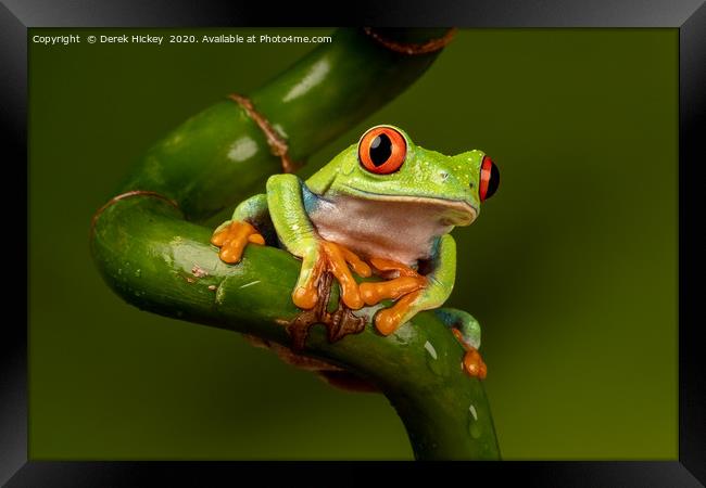 Red Eyed Tree Frog Framed Print by Derek Hickey