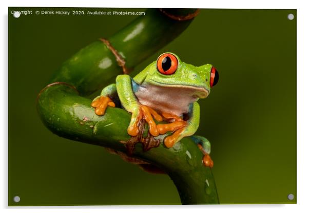 Red Eyed Tree Frog Acrylic by Derek Hickey