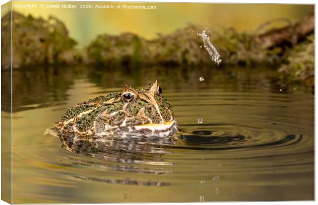 South American Horned Frog Canvas Print by Derek Hickey