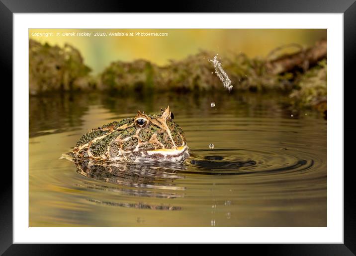 South American Horned Frog Framed Mounted Print by Derek Hickey