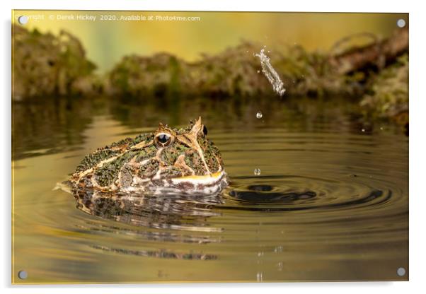 South American Horned Frog Acrylic by Derek Hickey