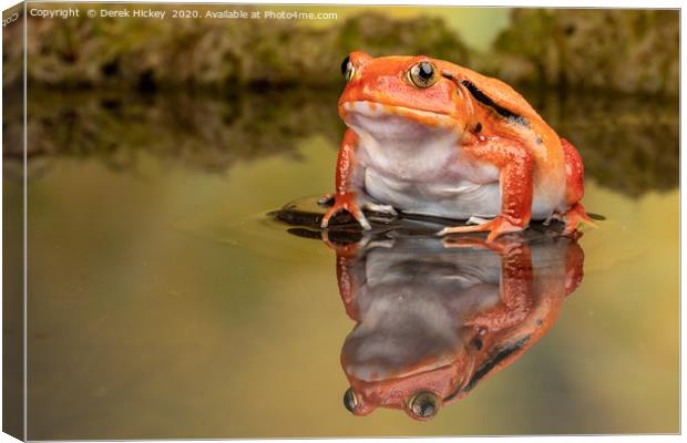 The Tomato Frog Canvas Print by Derek Hickey