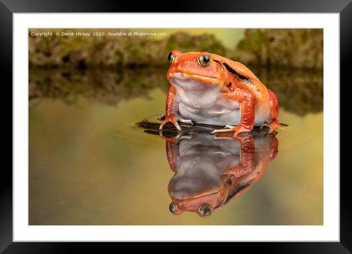 The Tomato Frog Framed Mounted Print by Derek Hickey