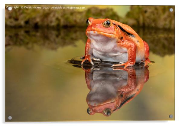 The Tomato Frog Acrylic by Derek Hickey