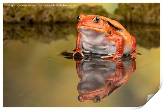The Tomato Frog Print by Derek Hickey