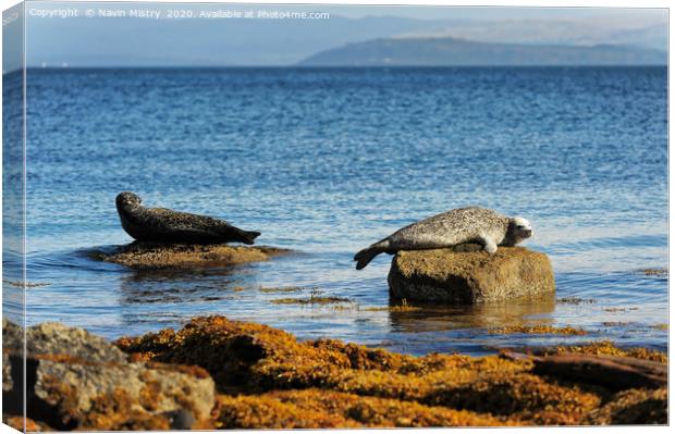 Seals relaxing in the sunshine, Isle of Arran, Sco Canvas Print by Navin Mistry