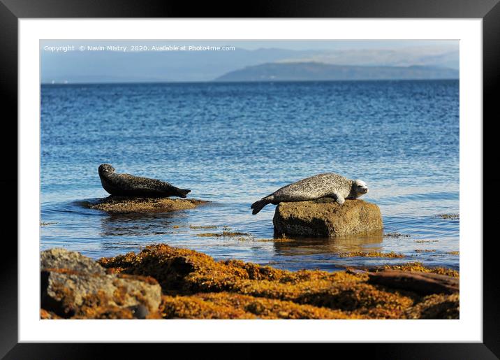 Seals relaxing in the sunshine, Isle of Arran, Sco Framed Mounted Print by Navin Mistry