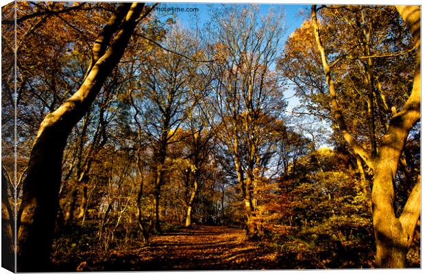 Autumn Sunshine in Plessey Woods Canvas Print by Jim Jones