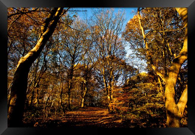 Autumn Sunshine in Plessey Woods Framed Print by Jim Jones