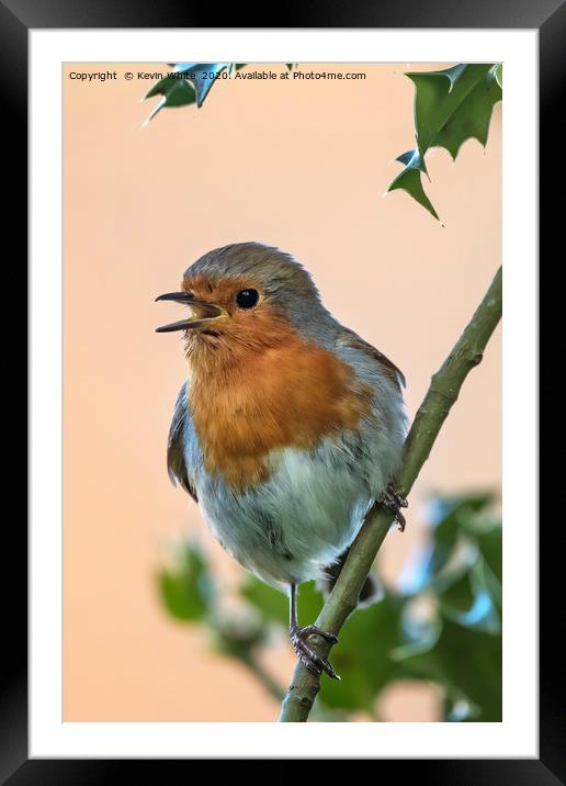 Robin Red Breast small garden bird Framed Mounted Print by Kevin White