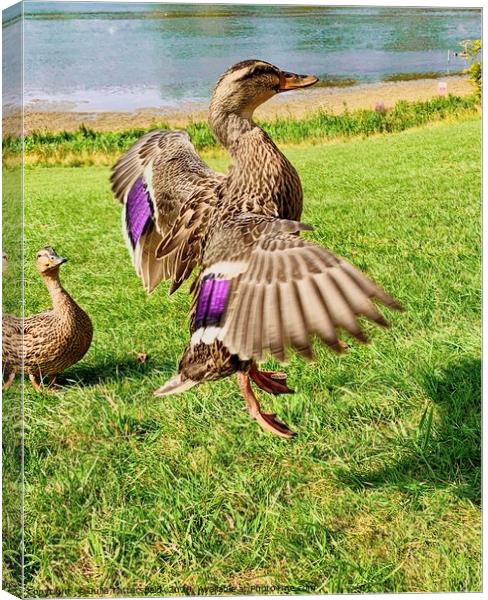 A duck flying high Canvas Print by Julie Tattersfield