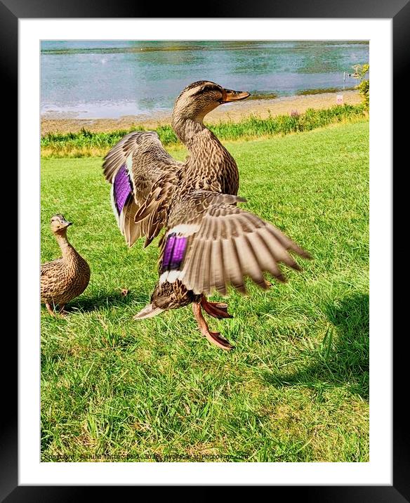 A duck flying high Framed Mounted Print by Julie Tattersfield