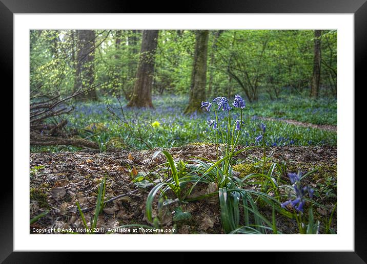 Bluebell wood Framed Mounted Print by Andy Morley