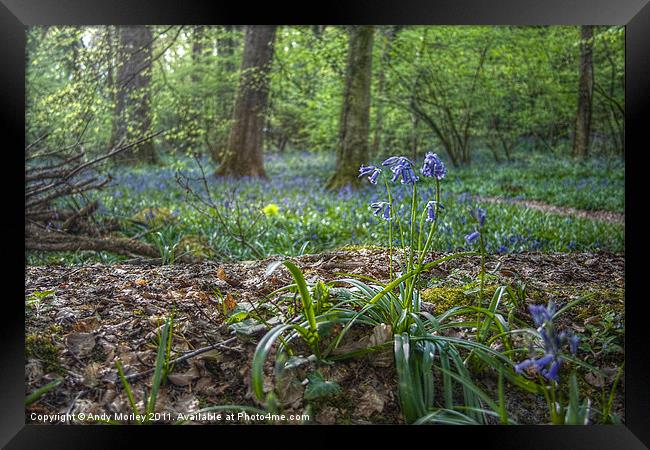 Bluebell wood Framed Print by Andy Morley