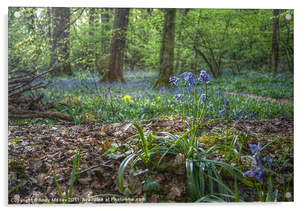 Bluebell wood Acrylic by Andy Morley