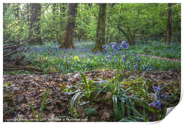 Bluebell wood Print by Andy Morley
