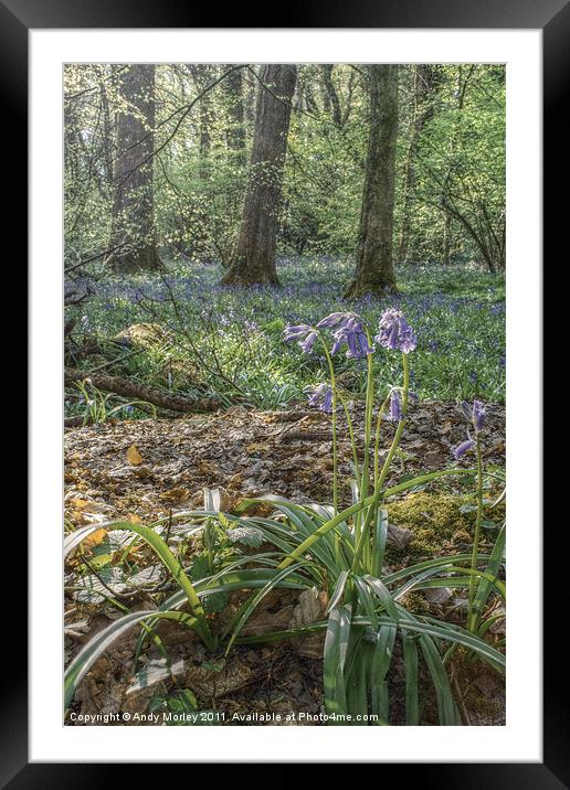 Bluebells Framed Mounted Print by Andy Morley
