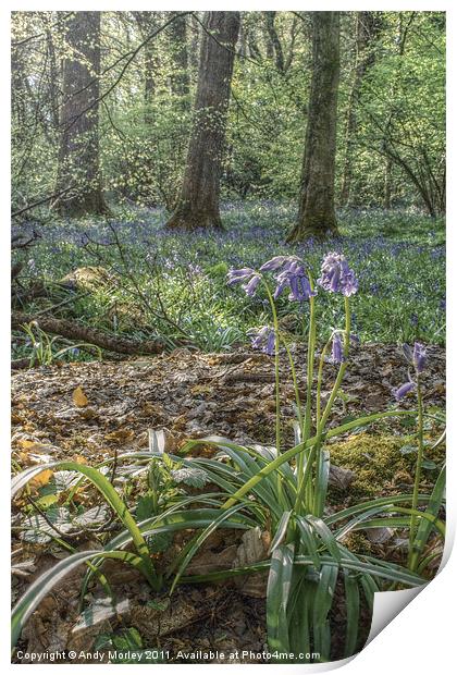 Bluebells Print by Andy Morley
