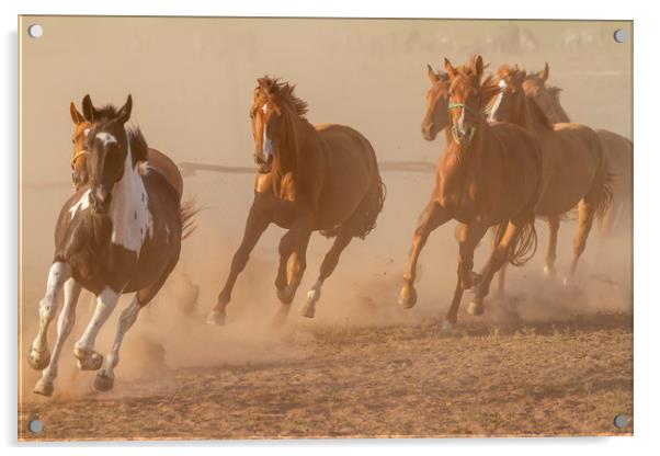 Nice herd gallops in the dust Acrylic by Arpad Radoczy
