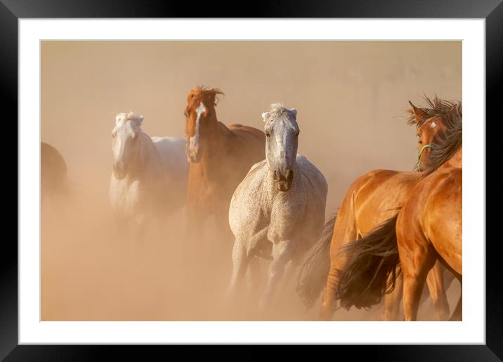 Nice herd gallops in the dust Framed Mounted Print by Arpad Radoczy